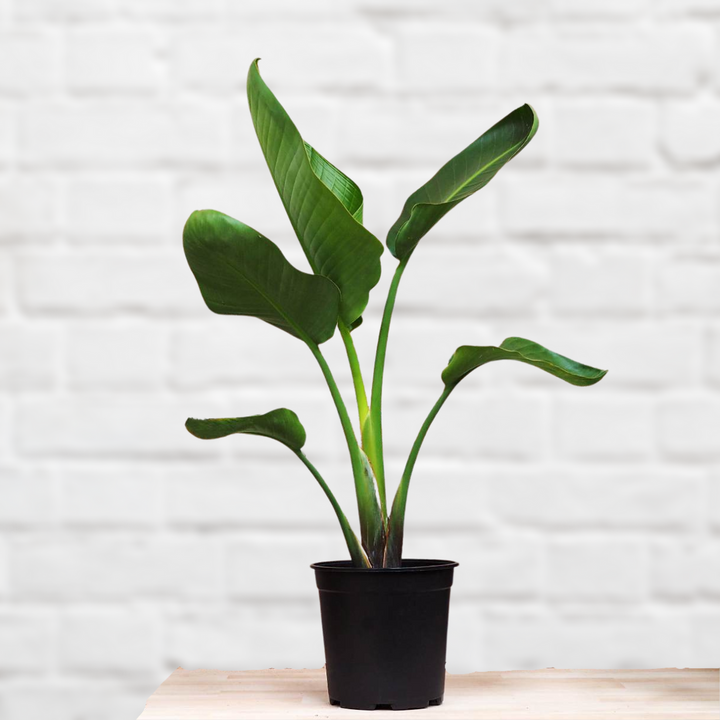 Wild Banana - Shop Online!