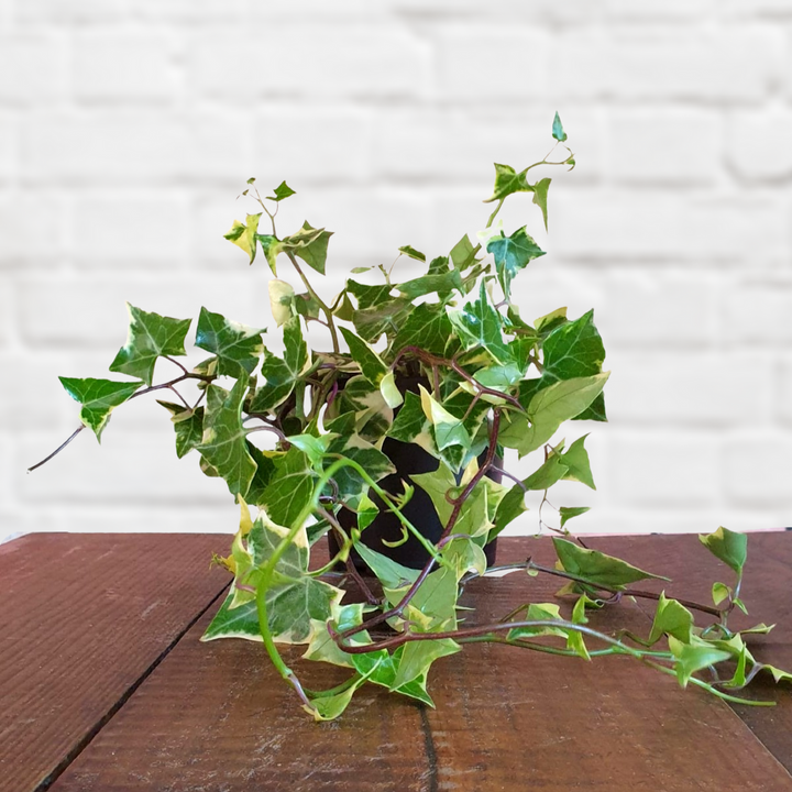 Natal Ivy - Shop Online!