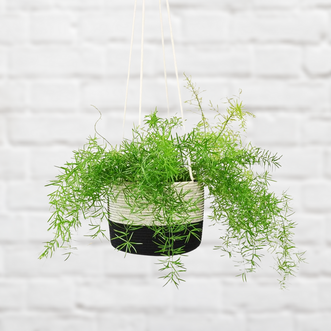 Asparagus Fern - Shop Online!