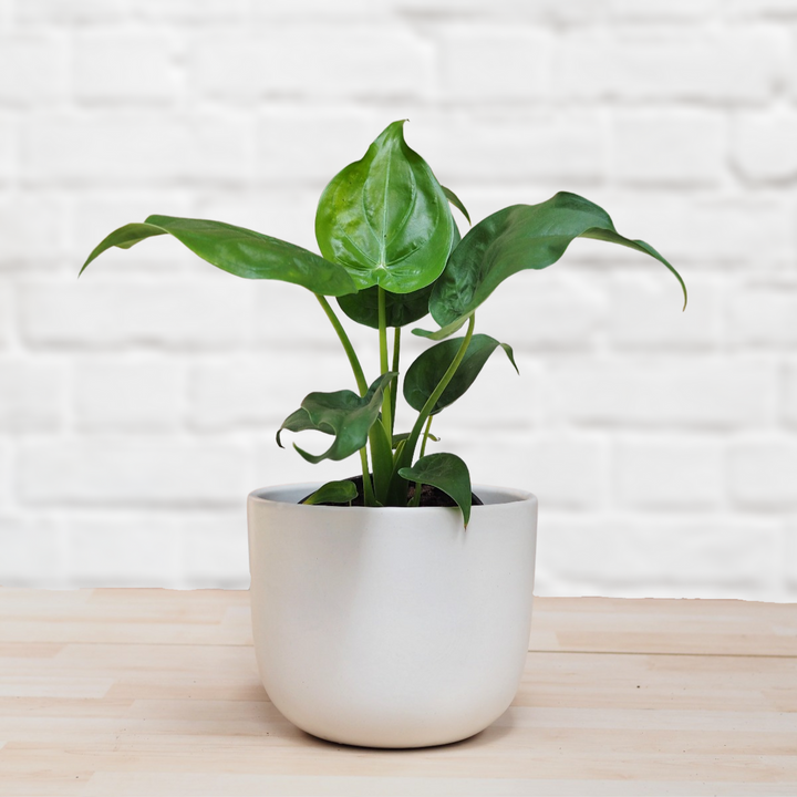 Elephants Ear - Cucullata - Shop Online!