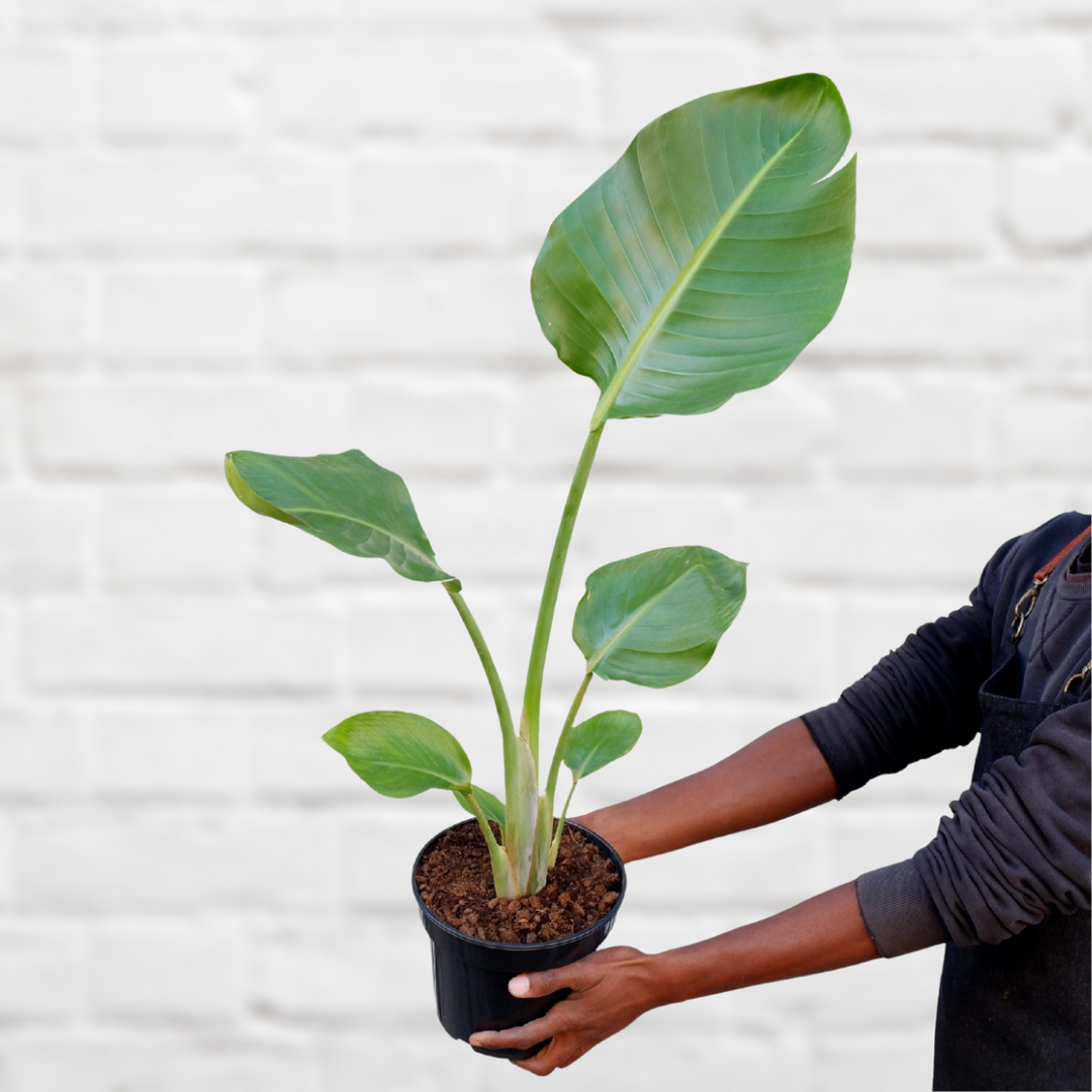 Wild Banana - Shop Online!