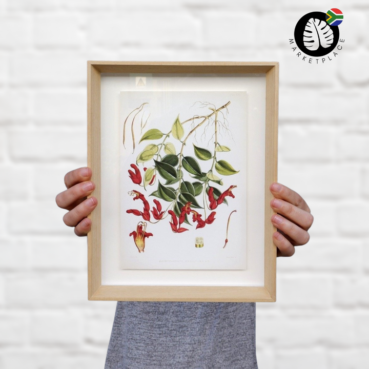 Framed Print - Lipstick Vine - Shop Online!
