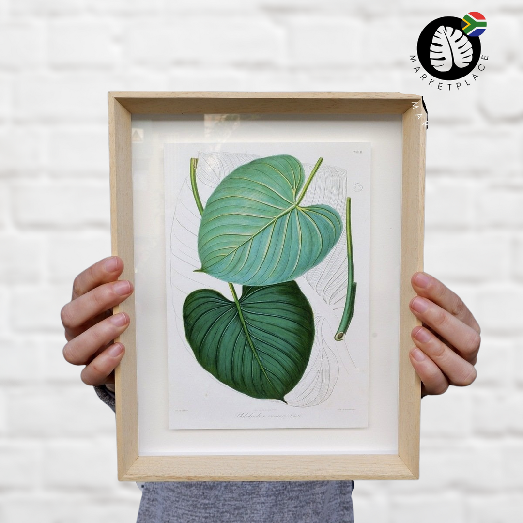 Framed Print - Philodendron Eximium Leaf - Shop Online!