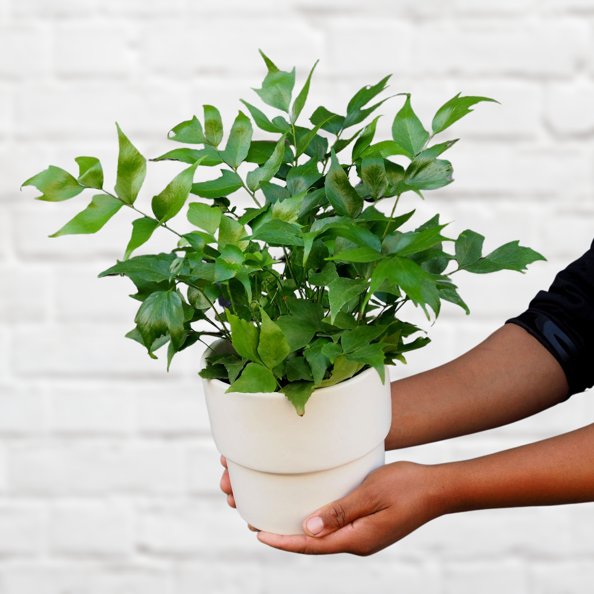 indoor holly plant Japanese Holly Fern
