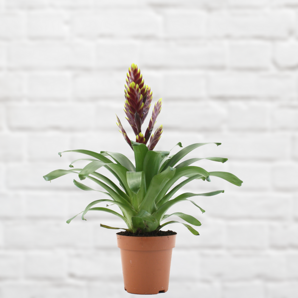 Bromeliad Vriesea - Maroon with Yellow Tips - Shop Online!
