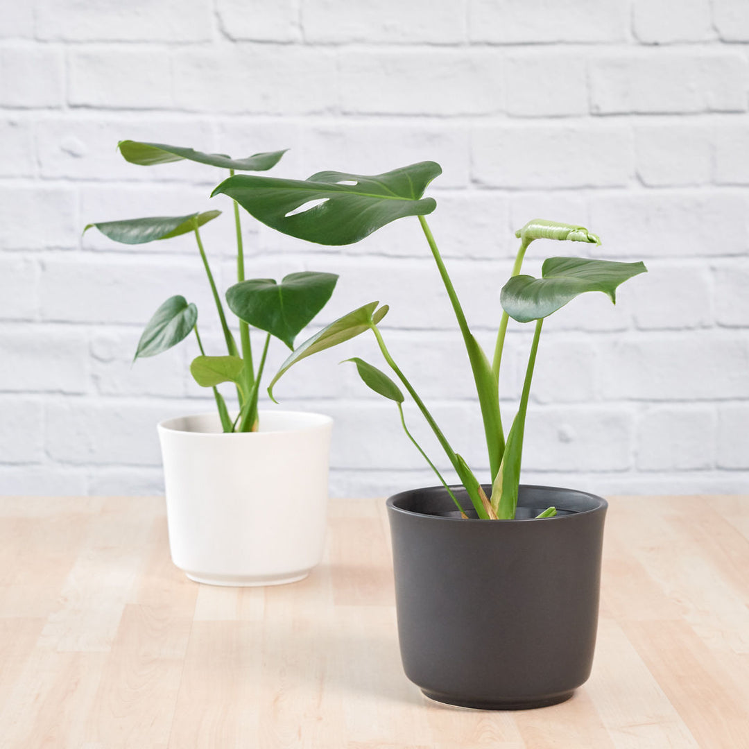 Delicious Monster - Shop Online!