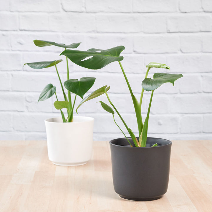 Delicious Monster - Shop Online!