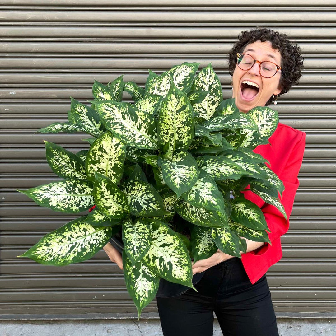 Dieffenbachia - Exotica - Extra Large - Shop Online!