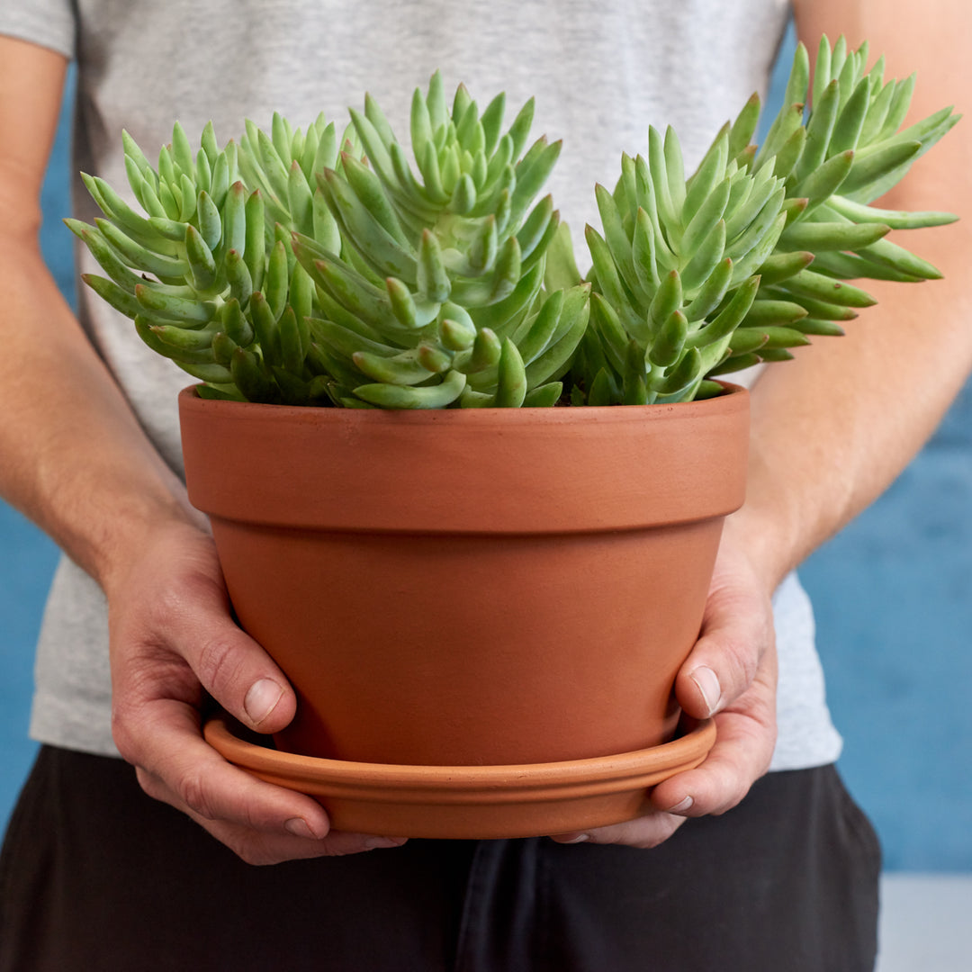 Donkey's Tail - Magnum - Shop Online!