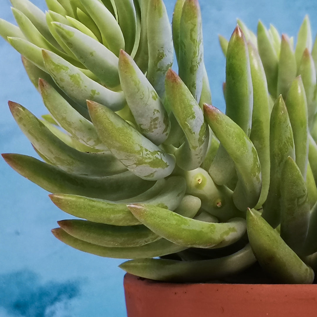 Donkey's Tail - Magnum - Shop Online!