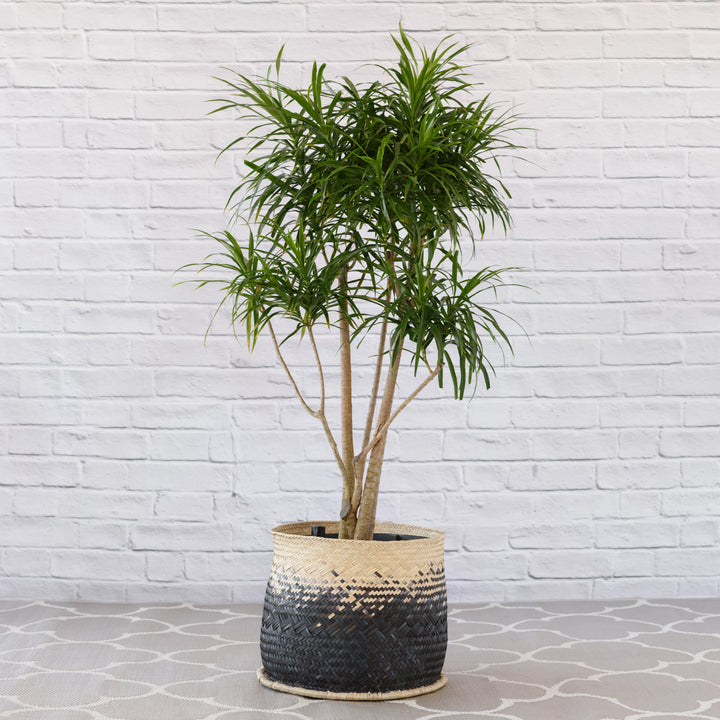 Dragon Tree - Americana - Shop Online!