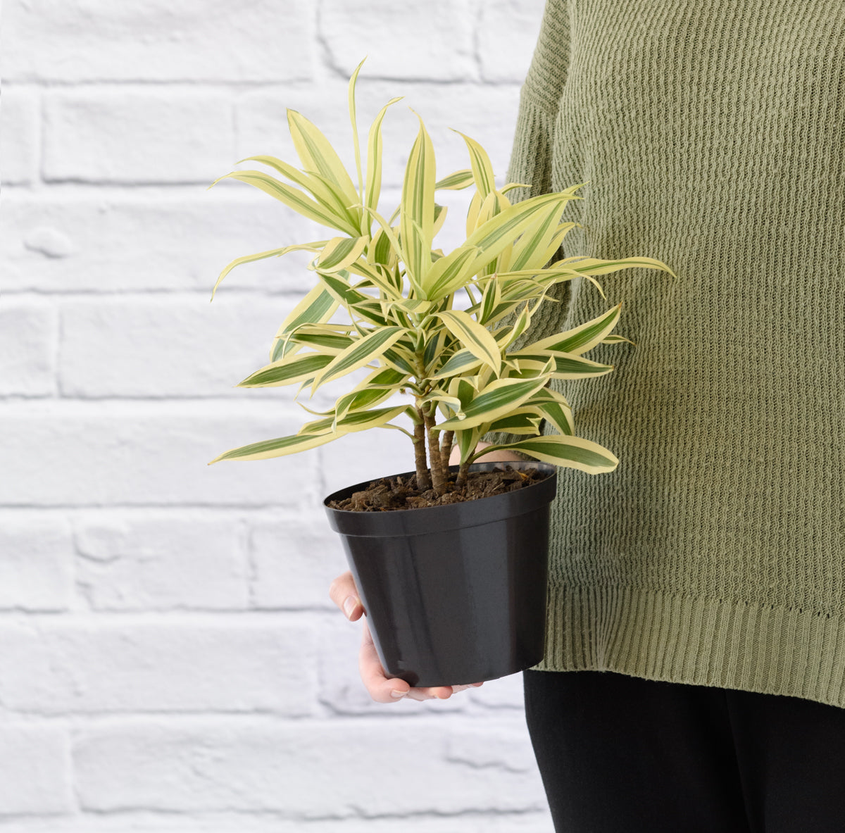 dracaena song of india plant Dragon Tree - Song of India