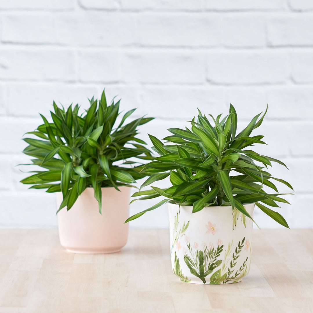 Dragon Tree - Song of Jamaica - Shop Online!