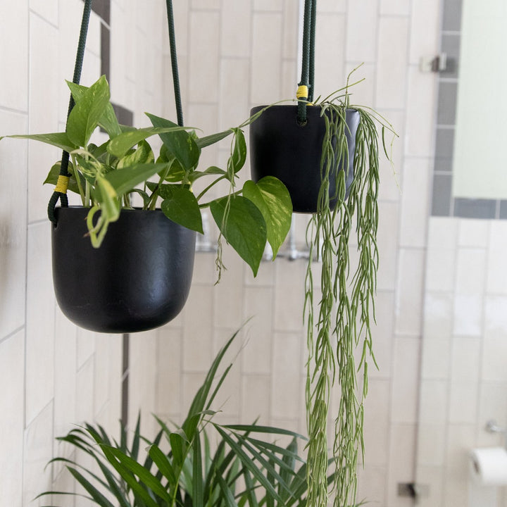 Golden Pothos - Shop Online!