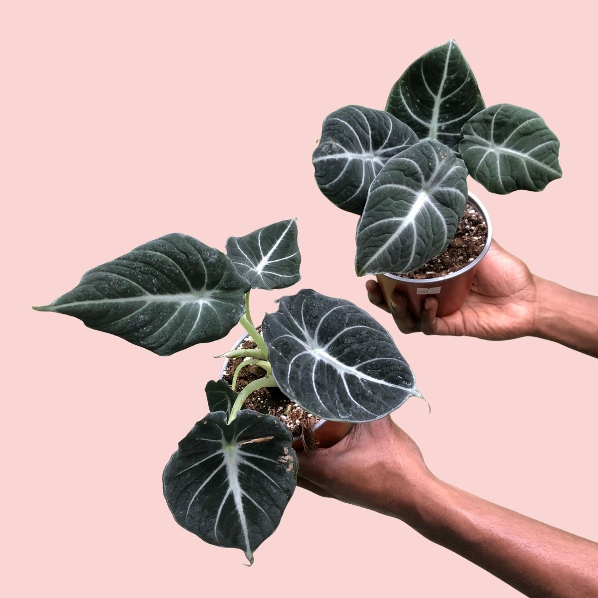 black velvet elephant ear plant care Elephant Ear - Black Velvet