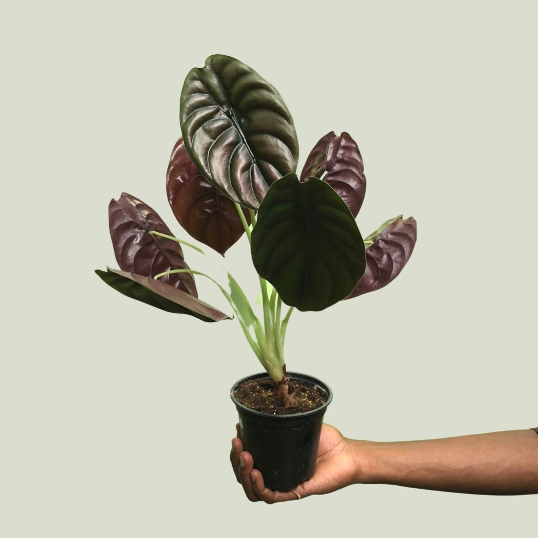 Elephant Ear - Red Secret - Shop Online!