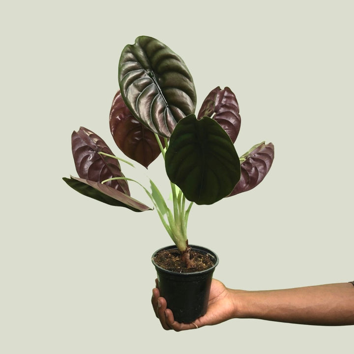 Elephant Ear - Red Secret - Shop Online!