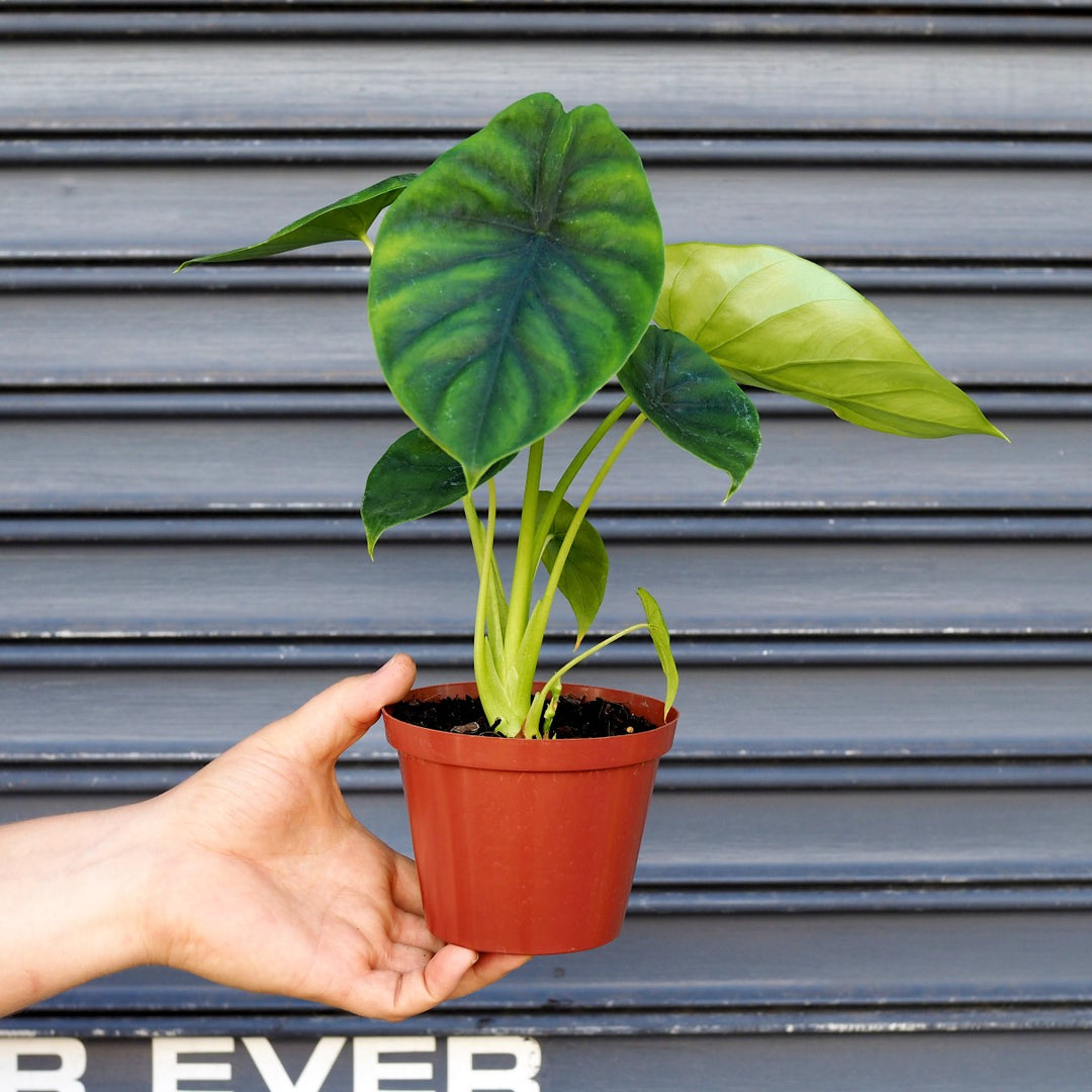 Elephants Ear - Green Shield - Shop Online!