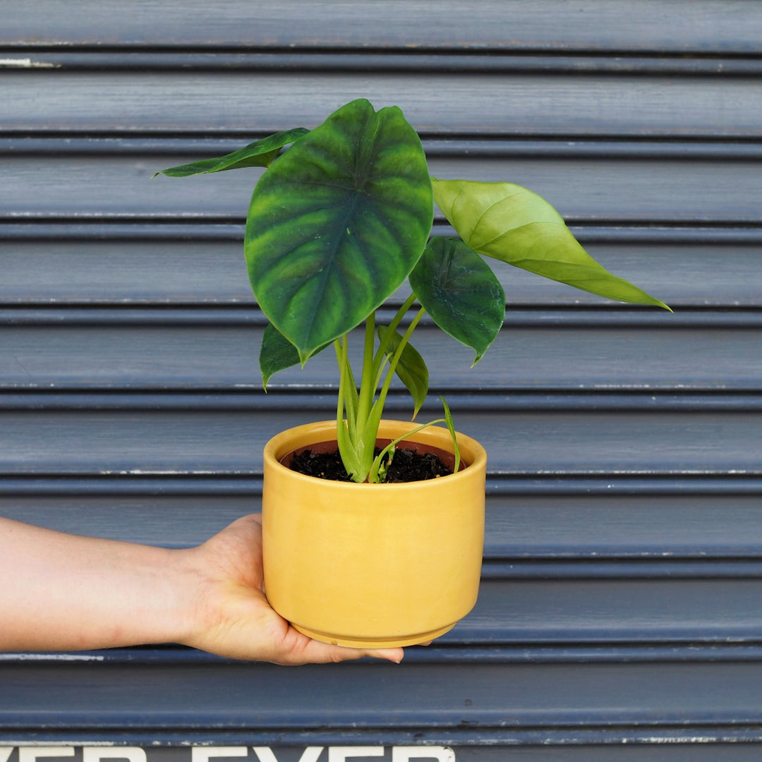 Elephants Ear - Green Shield - Shop Online!