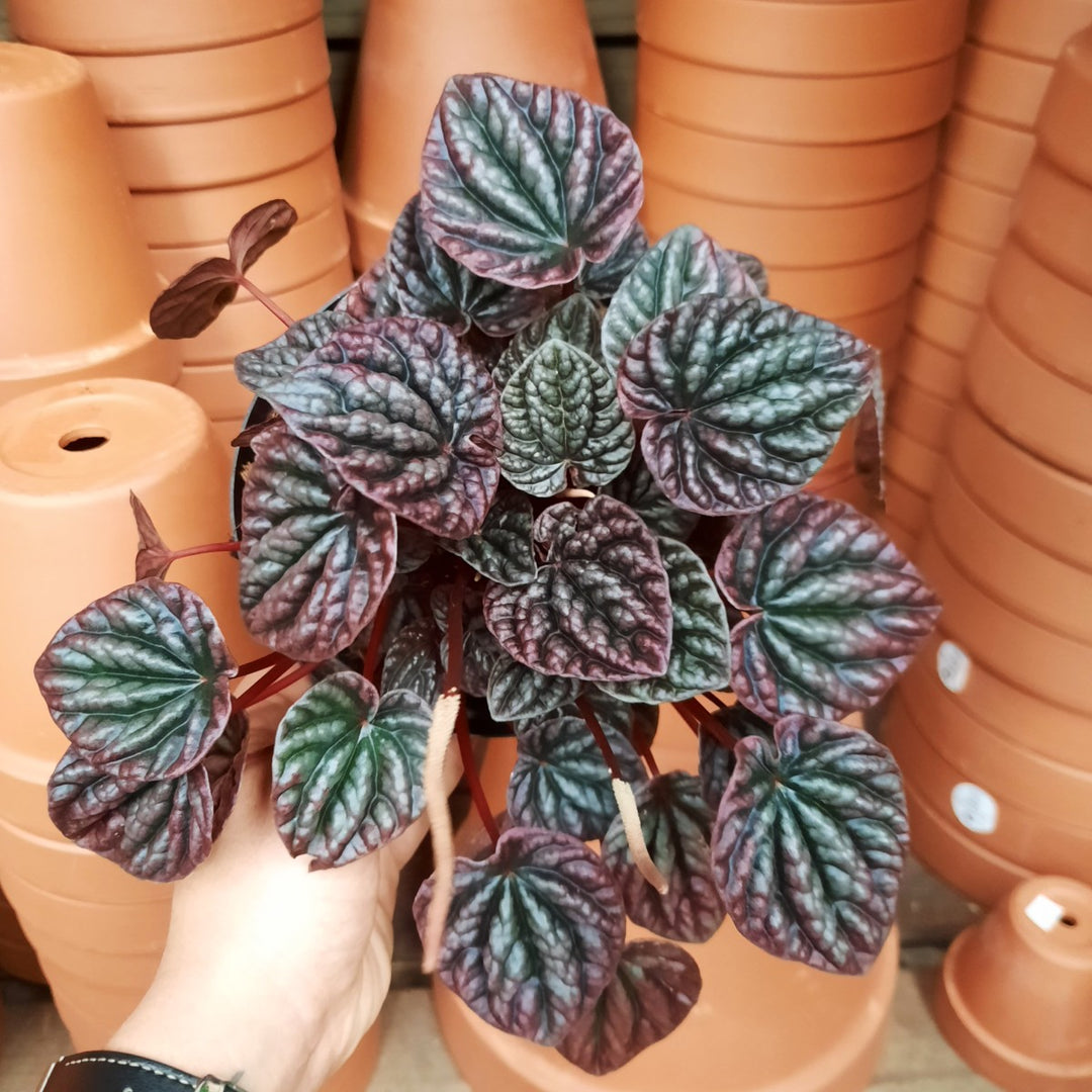 Emerald Ripple Peperomia - Shop Online!