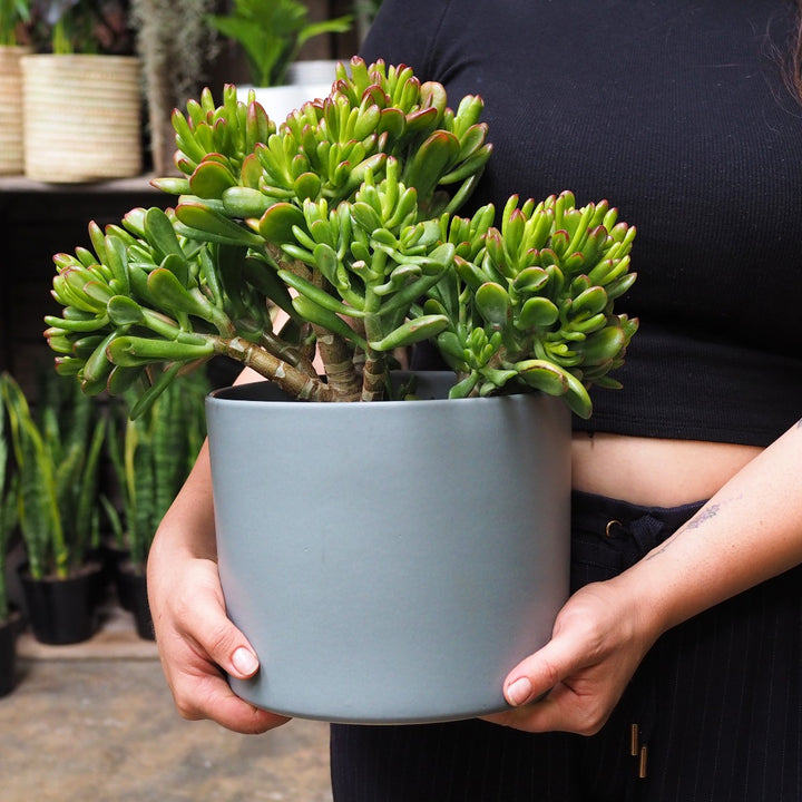 Emerson Pot - Matt Large - Shop Online!