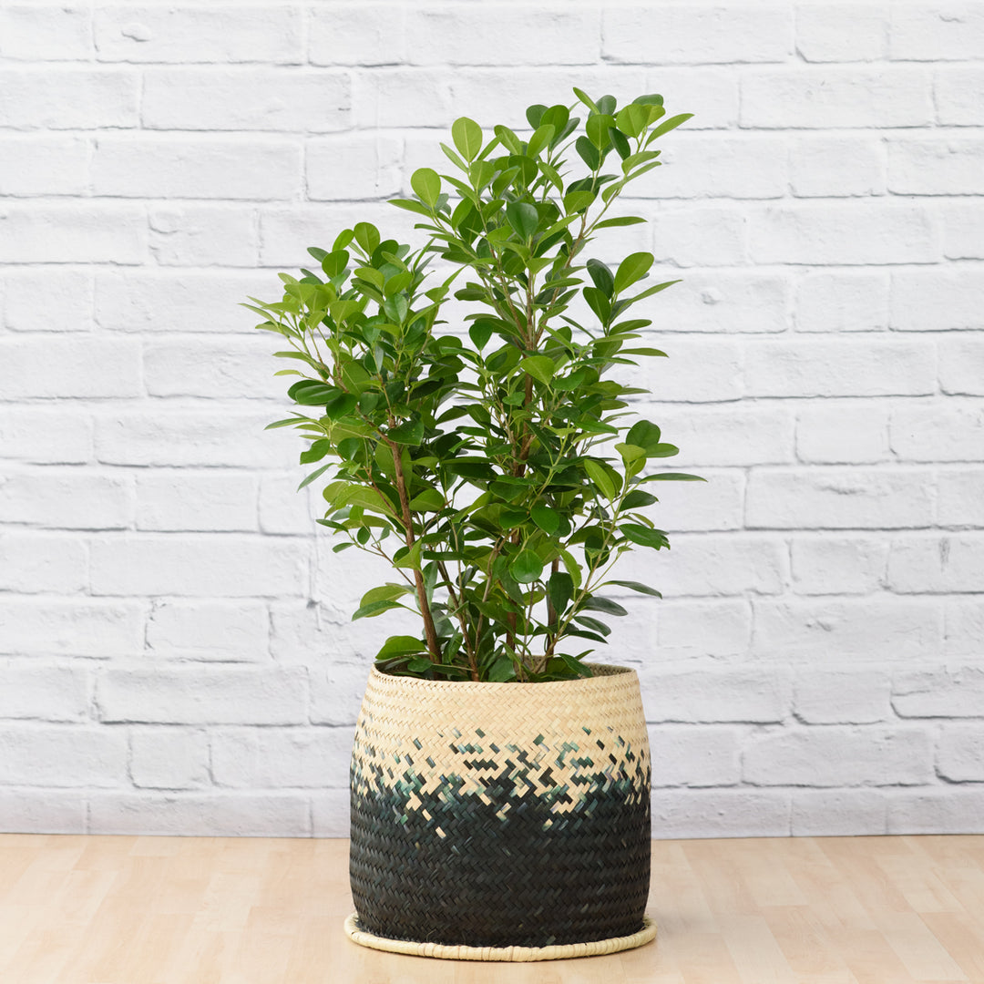 Ficus - Moclame - Large - Shop Online!