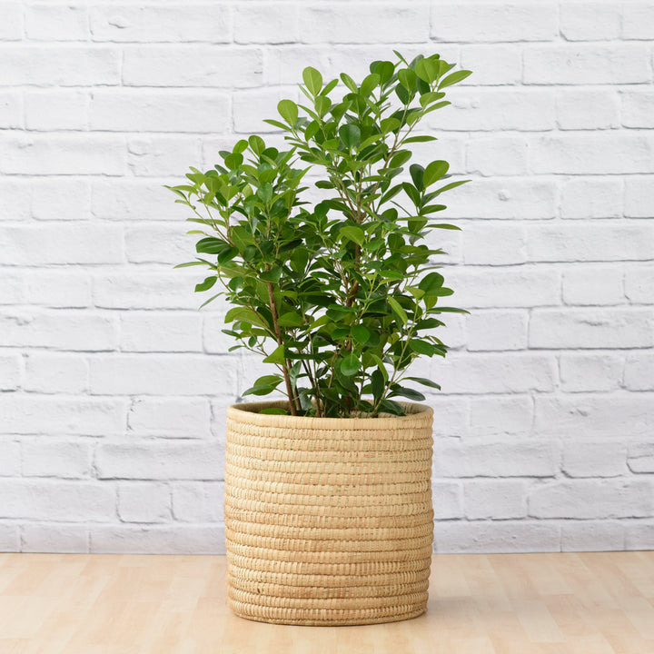Ficus - Moclame - Large - Shop Online!