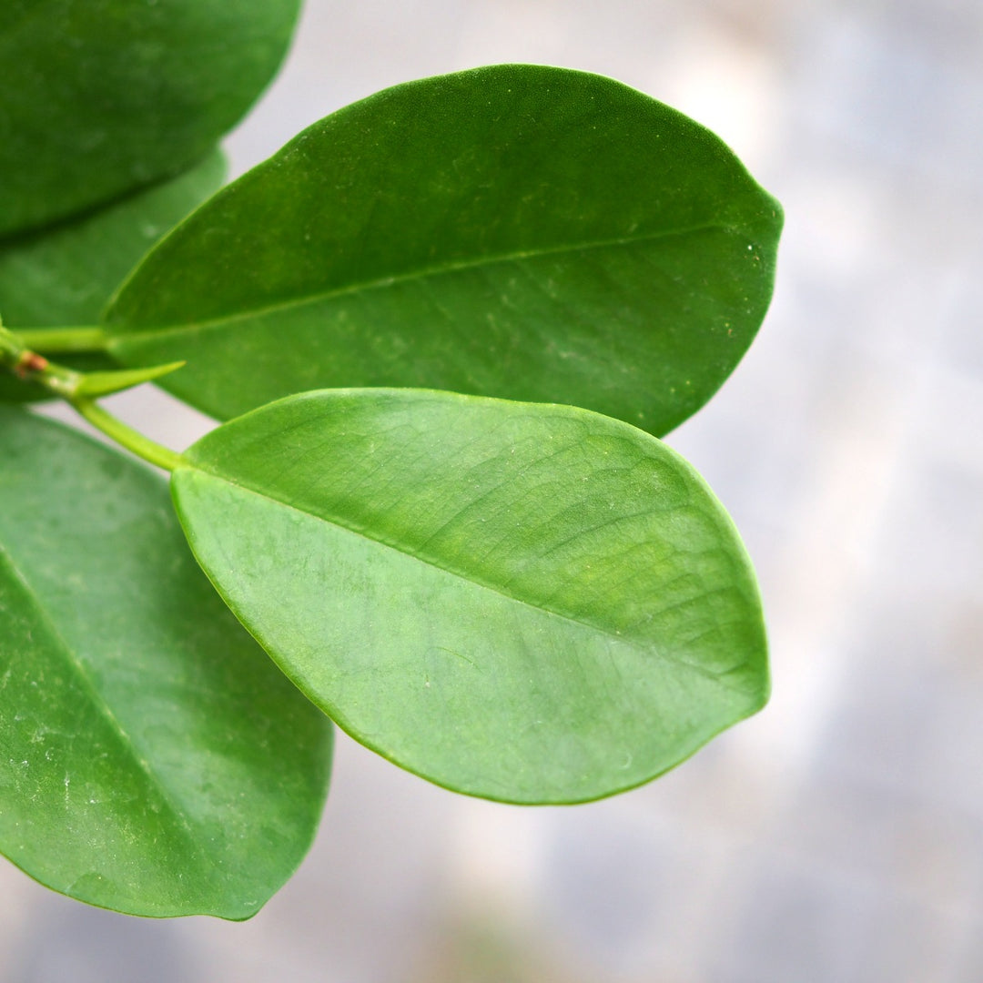 Ficus - Moclame - Large - Shop Online!