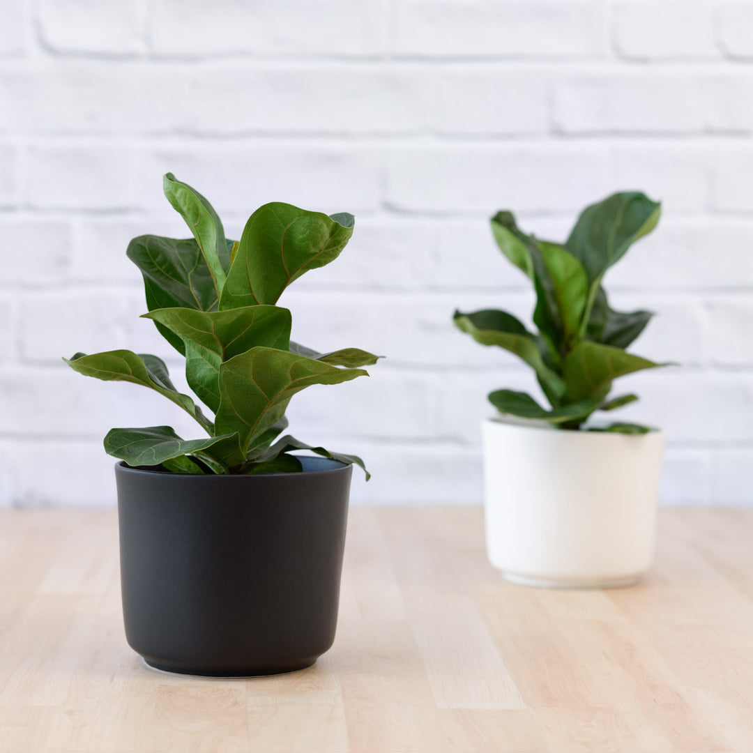 Fiddle Leaf Fig - Bambino - Shop Online!