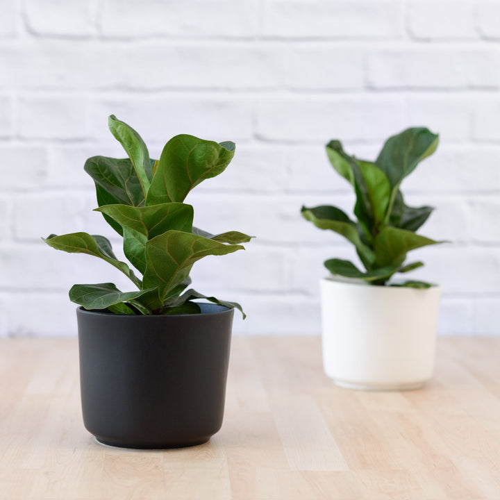 Fiddle Leaf Fig - Bambino - Shop Online!
