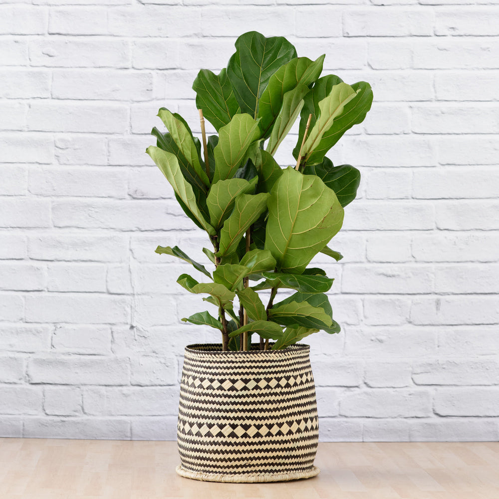 Fiddle Leaf Fig - 3 Stem - Extra Large - Shop Online!