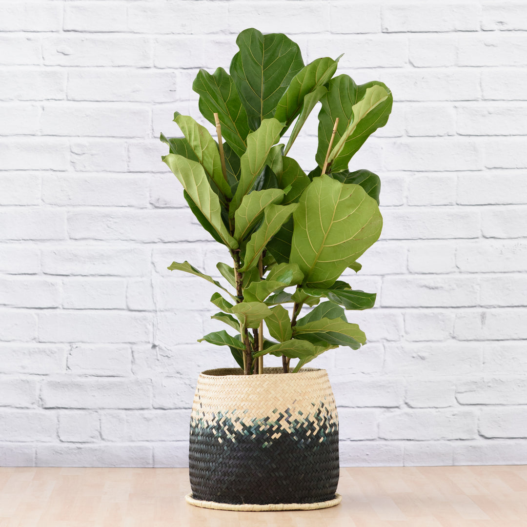 Fiddle Leaf Fig - 3 Stem - Shop Online!