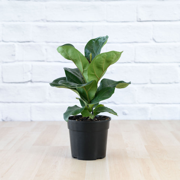 Fiddle Leaf Fig - Bambino - Shop Online!
