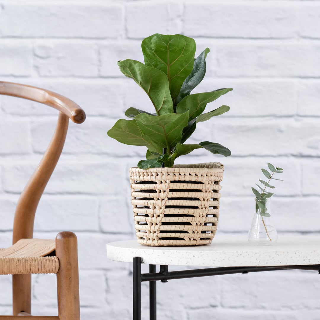 Fiddle Leaf Fig - Bambino - Shop Online!