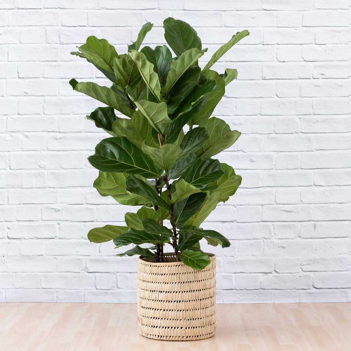 Fiddle Leaf Fig - 3 Stem - Extra Large - Shop Online!