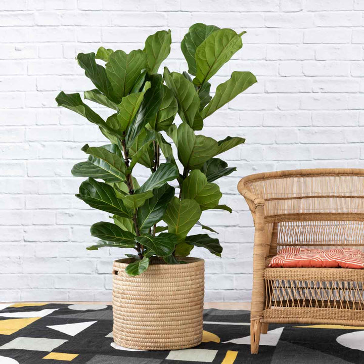 Fiddle Leaf Fig - 3 Stem - Shop Online!