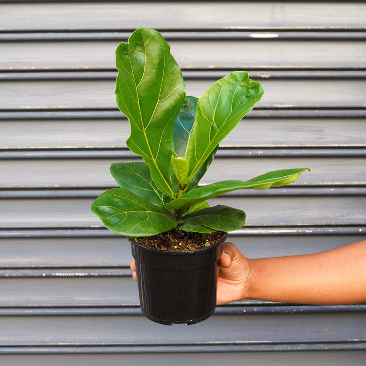 Fiddle Leaf Fig - Shop Online!