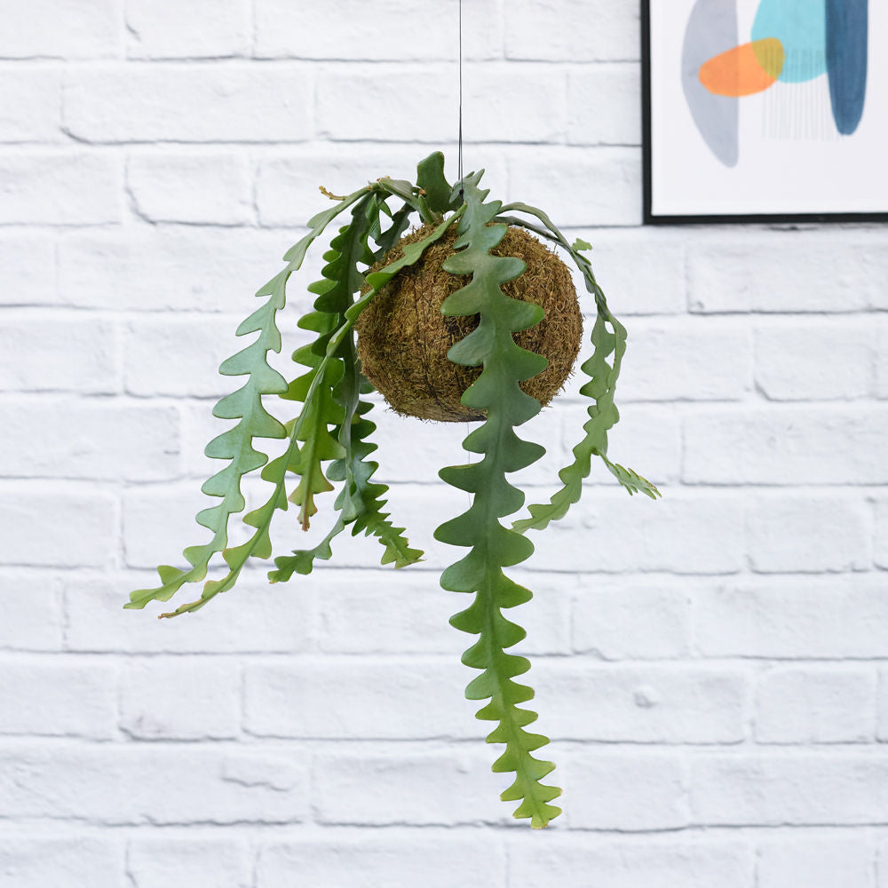 Fishbone Cactus Mossball - Shop Online!