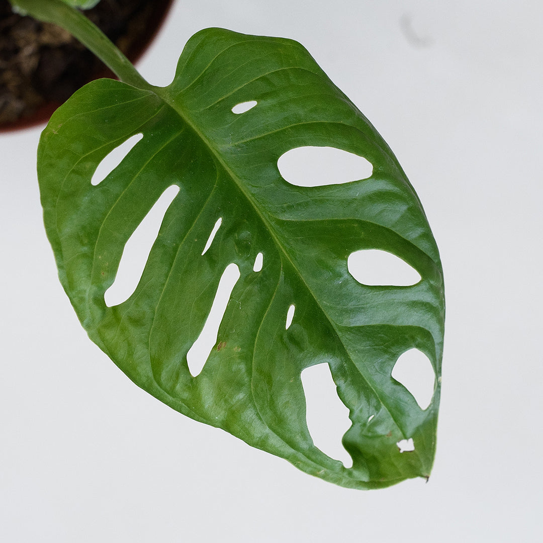 Swiss Cheese Plant - Shop Online!