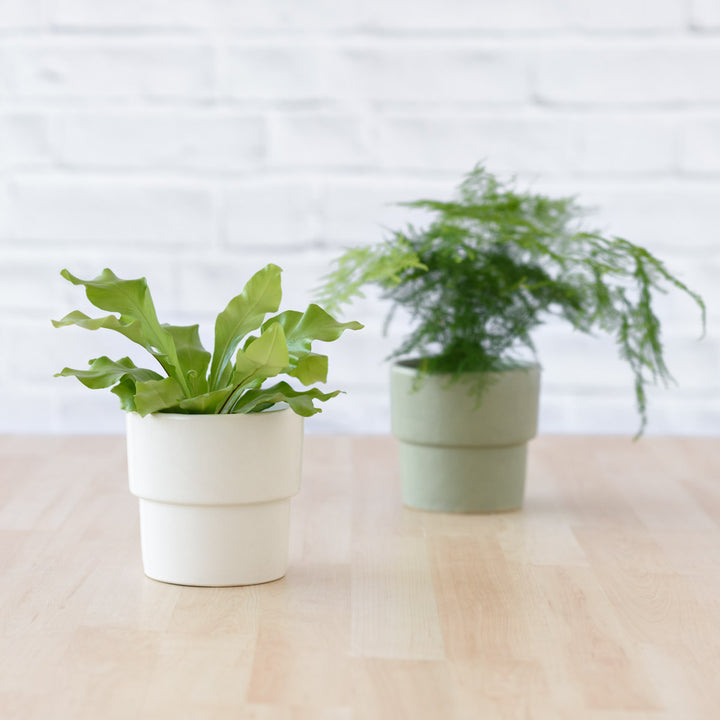 Flo Planter - Coconut Milk White - Shop Online!
