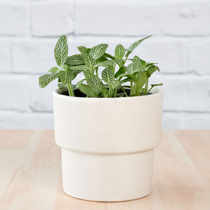 Flo Planter - Coconut Milk White - Shop Online!