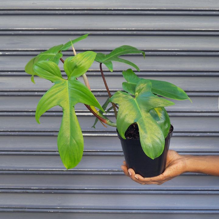 Philodendron - Florida Beauty - Shop Online!