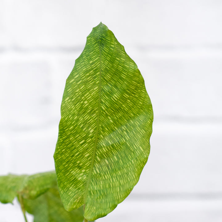 Network Calathea - Shop Online!