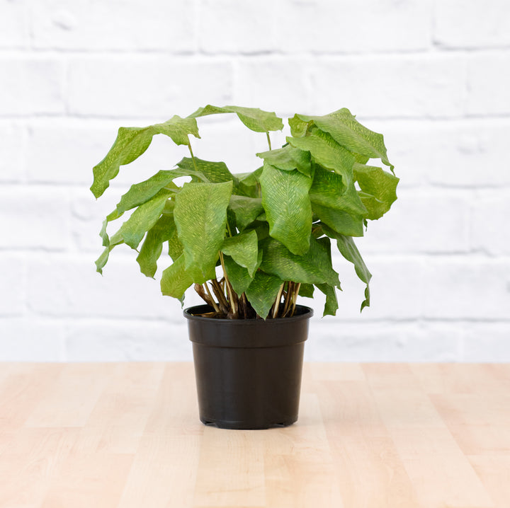 Network Calathea - Shop Online!