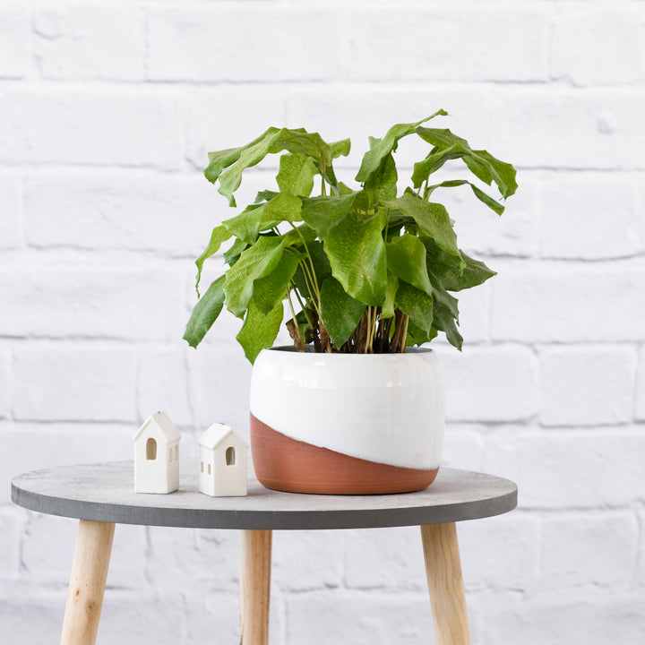 Network Calathea - Shop Online!