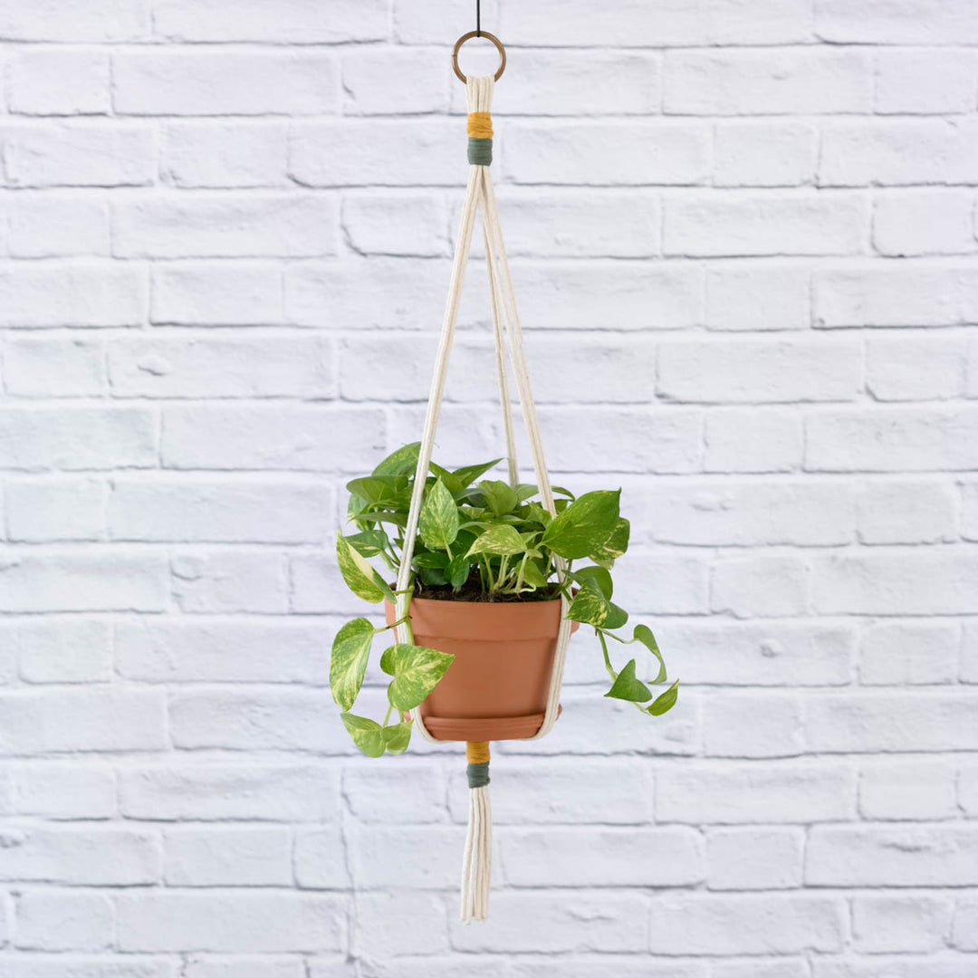 Golden Pothos - Shop Online!