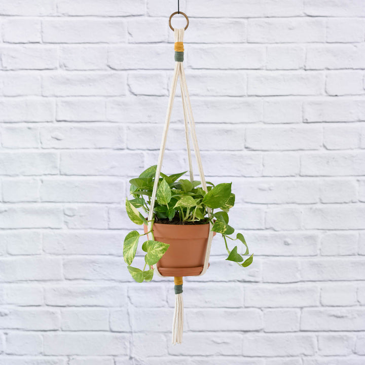 Golden Pothos - Shop Online!