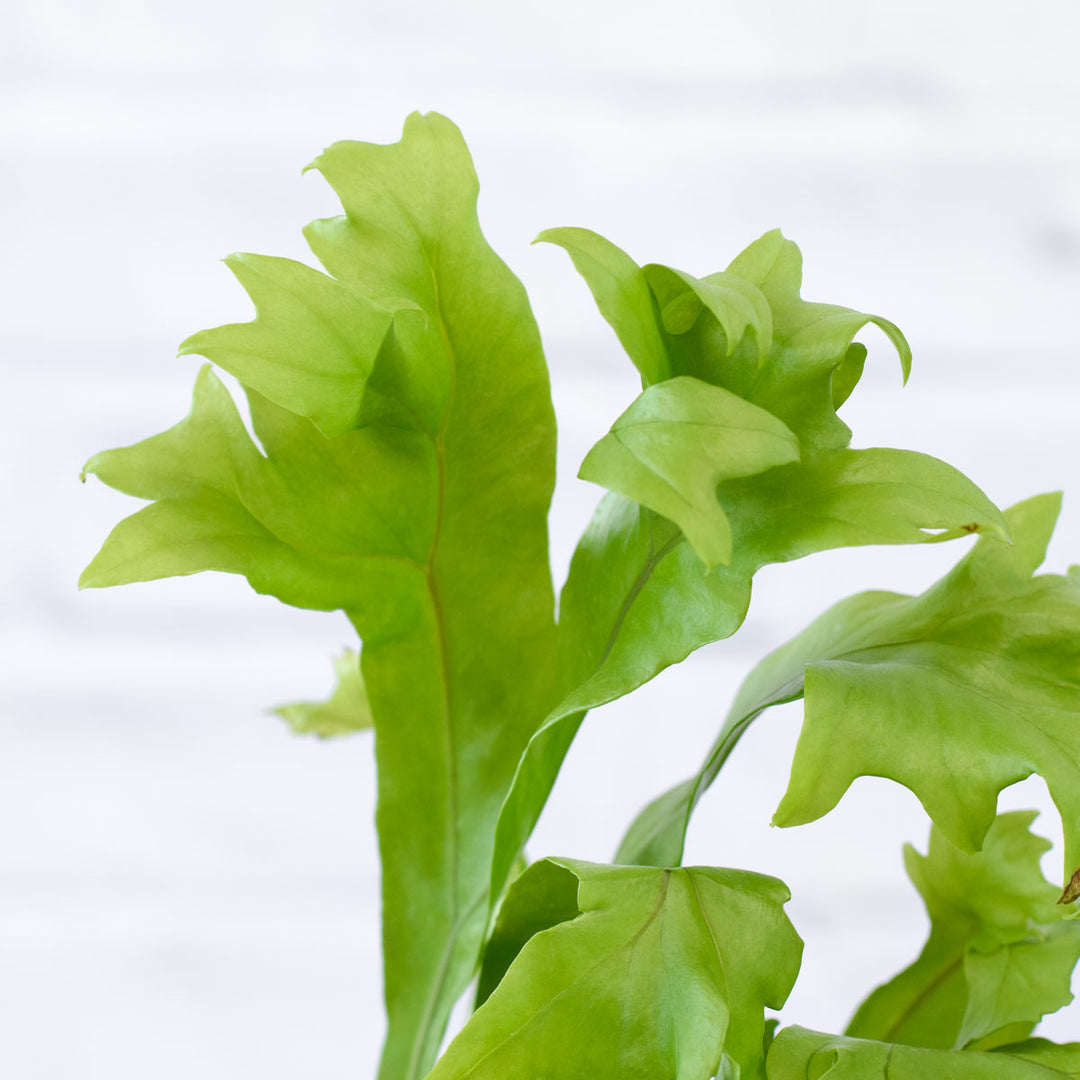 Green Flame Fern - Shop Online!