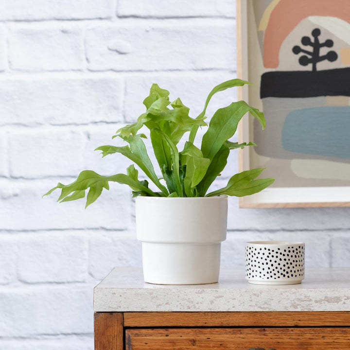 Green Flame Fern - Shop Online!