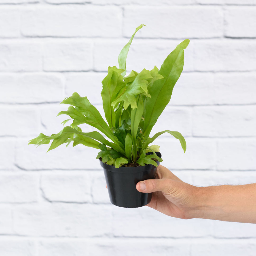 Green Flame Fern - Shop Online!